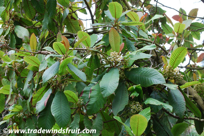 معرفی و راهنمای پرورش درختان میوه - ساورایا